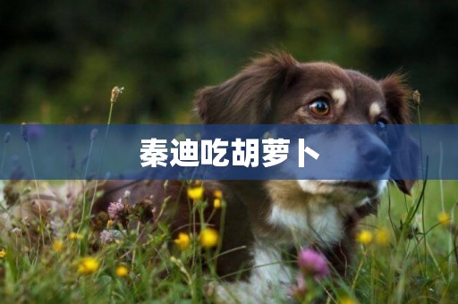 秦迪吃胡蘿卜