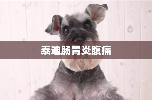 泰迪腸胃炎腹痛
