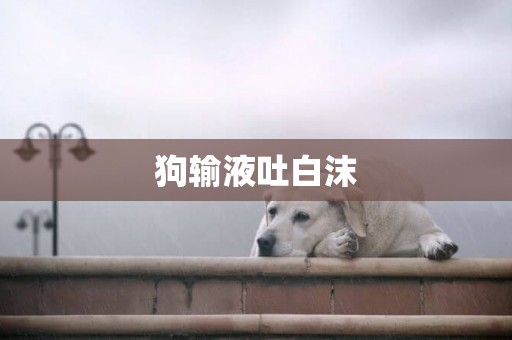 狗輸液吐白沫