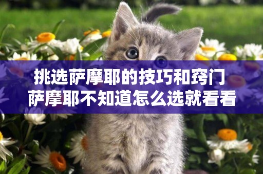 挑選薩摩耶的技巧和竅門 薩摩耶不知道怎么選就看看這個！
