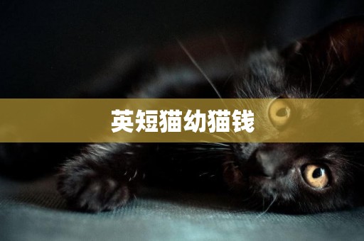 英短貓幼貓錢