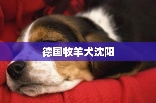 德國牧羊犬沈陽