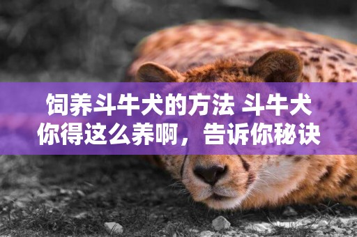 飼養斗牛犬的方法 斗牛犬你得這么養啊，告訴你秘訣還不看