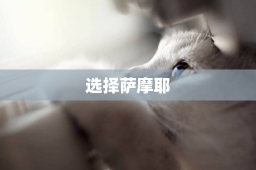 選擇薩摩耶