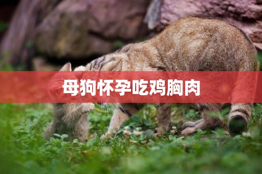 母狗懷孕吃雞胸肉