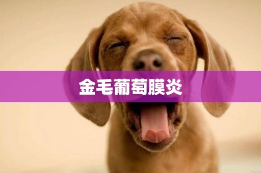 金毛葡萄膜炎
