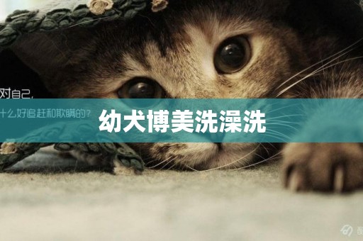 幼犬博美洗澡洗