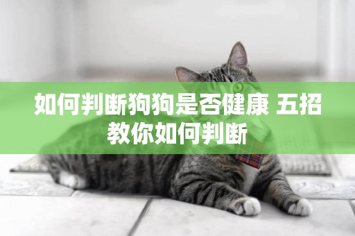 如何判斷狗狗是否健康 五招教你如何判斷