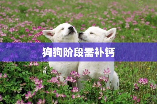 狗狗階段需補鈣