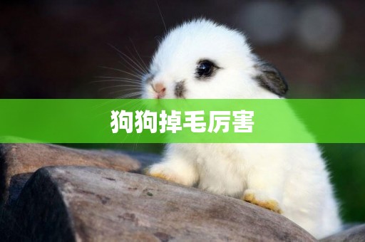 狗狗掉毛厲害