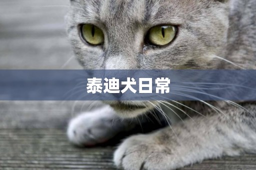 泰迪犬日常