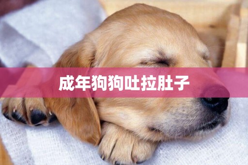 成年狗狗吐拉肚子