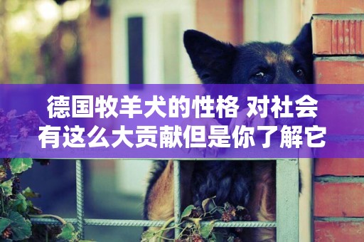 德國牧羊犬的性格 對社會有這么大貢獻但是你了解它嗎？