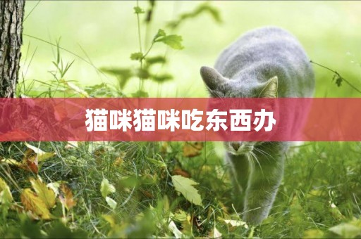 貓咪貓咪吃東西辦