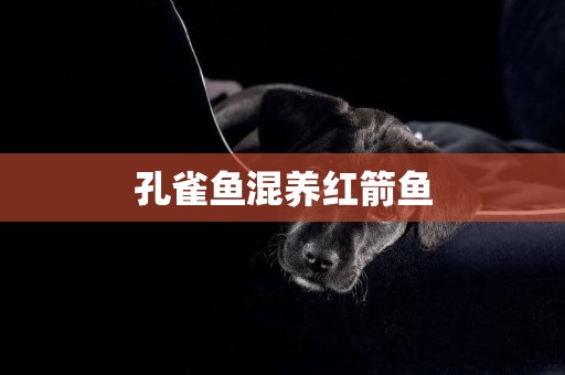 孔雀魚混養紅箭魚
