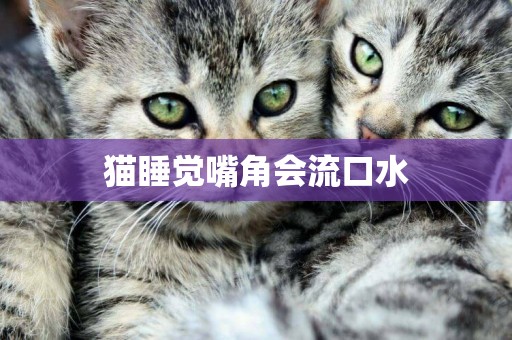 貓睡覺嘴角會流口水