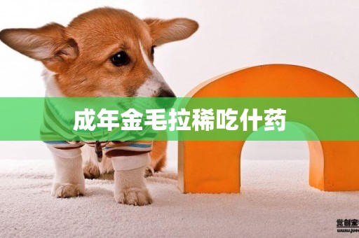 成年金毛拉稀吃什藥