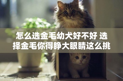 怎么選金毛幼犬好不好 選擇金毛你得睜大眼睛這么挑！