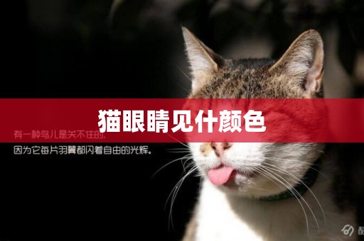 貓眼睛見什顏色