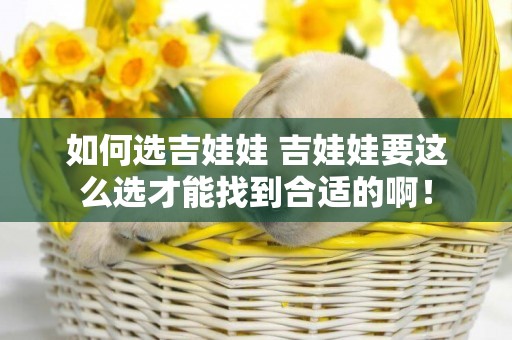 如何選吉娃娃 吉娃娃要這么選才能找到合適的啊！