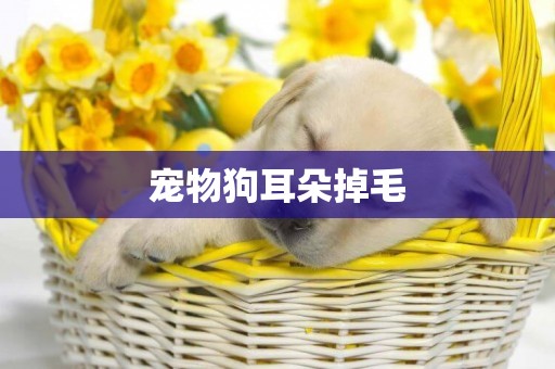 寵物狗耳朵掉毛
