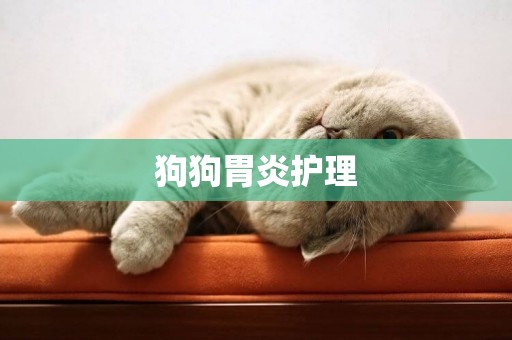 狗狗胃炎護理