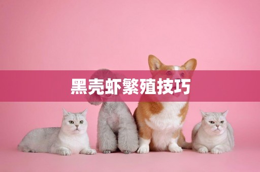 黑殼蝦繁殖技巧