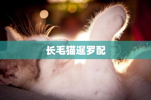 長毛貓暹羅配