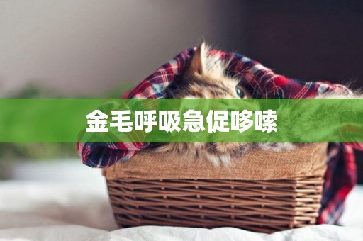 金毛呼吸急促哆嗦