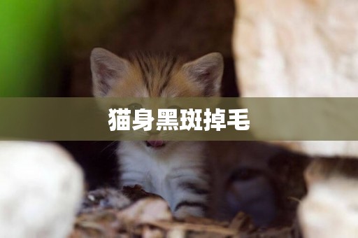 貓身黑斑掉毛