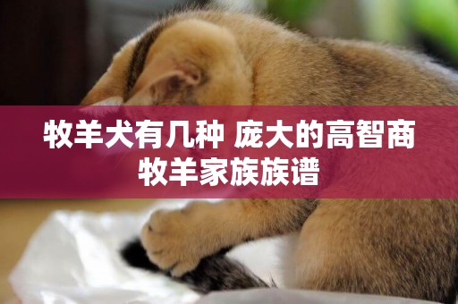 牧羊犬有幾種 龐大的高智商牧羊家族族譜