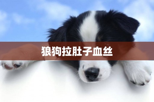 狼狗拉肚子血絲