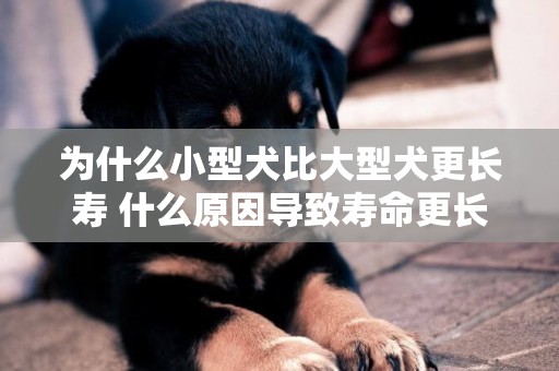 為什么小型犬比大型犬更長壽 什么原因導致壽命更長