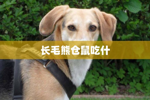 長毛熊倉鼠吃什