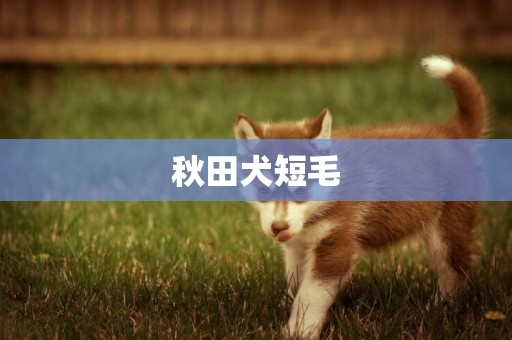 秋田犬短毛