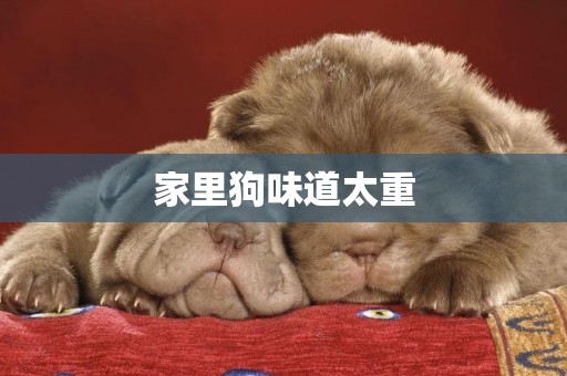 家里狗味道太重