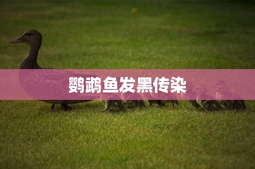 鸚鵡魚發黑傳染