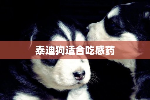 泰迪狗適合吃感藥