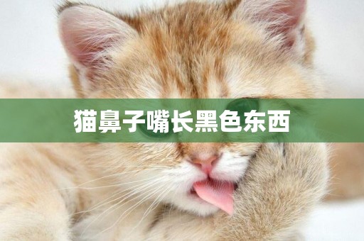 貓鼻子嘴長黑色東西