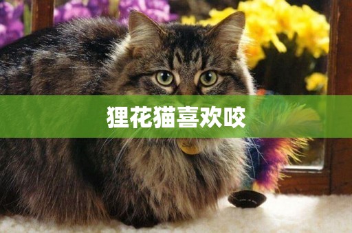 貍花貓喜歡咬