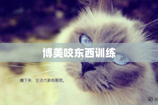 博美咬東西訓練