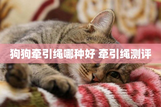 狗狗牽引繩哪種好 牽引繩測評