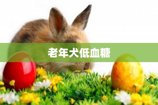 老年犬低血糖