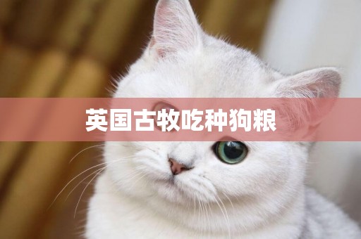 英國古牧吃種狗糧