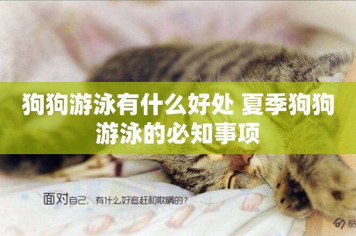 狗狗游泳有什么好處 夏季狗狗游泳的必知事項