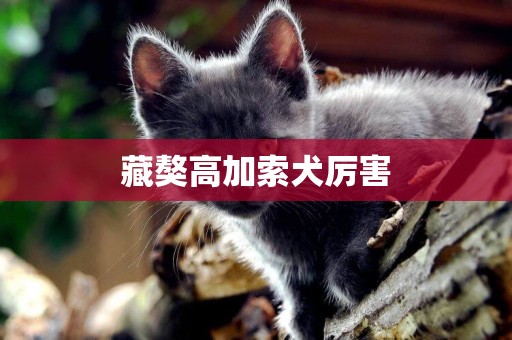 藏獒高加索犬厲害