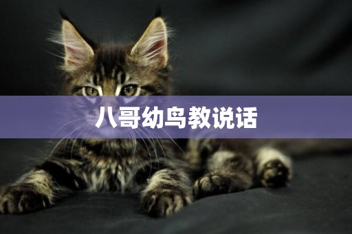 八哥幼鳥教說話