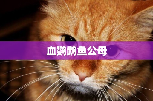 血鸚鵡魚公母