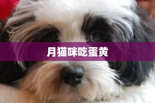 月貓咪吃蛋黃