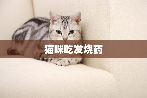 貓咪吃發燒藥